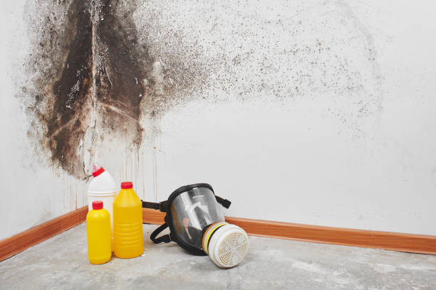 Best Localized Mold Remediation (e.g., coastal areas, humid climates) in Pennington Gap, VA