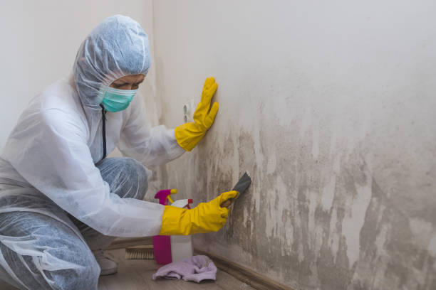 Best Insurance-Related Mold Remediation in Pennington Gap, VA