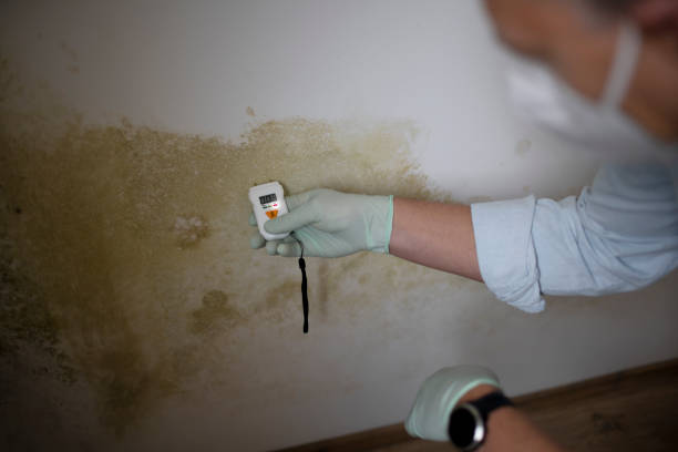 Best Post-Flood Mold Remediation in Pennington Gap, VA
