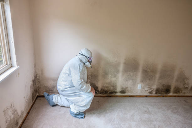 Best Black Mold Remediation in Pennington Gap, VA