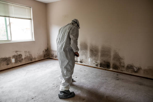 Best Crawl Space Mold Remediation in Pennington Gap, VA