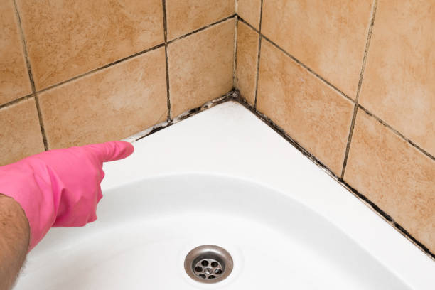 Best Industrial Mold Remediation in Pennington Gap, VA